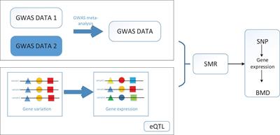 Identification of New Genes and Loci Associated With Bone Mineral Density Based on Mendelian Randomization